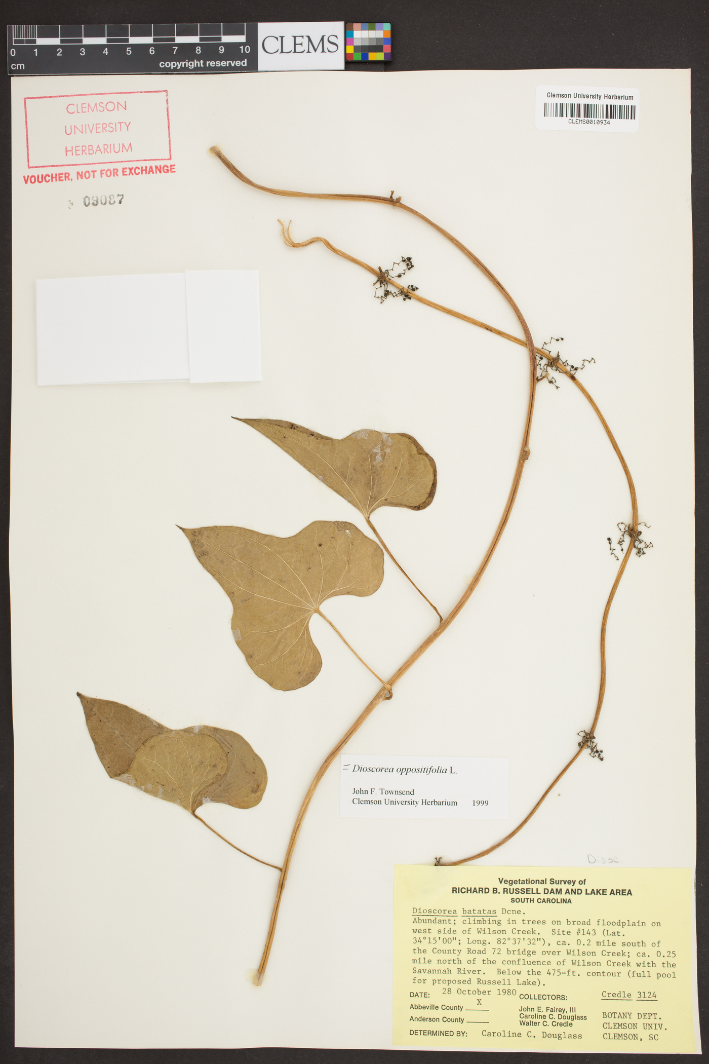 Dioscorea oppositifolia image