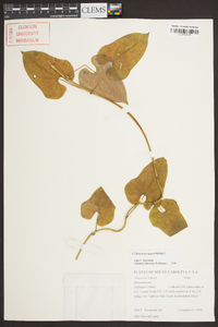 Dioscorea oppositifolia image