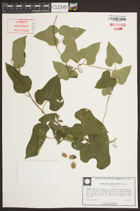 Dioscorea polystachya image