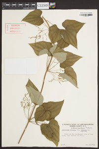 Dioscorea villosa var. villosa image