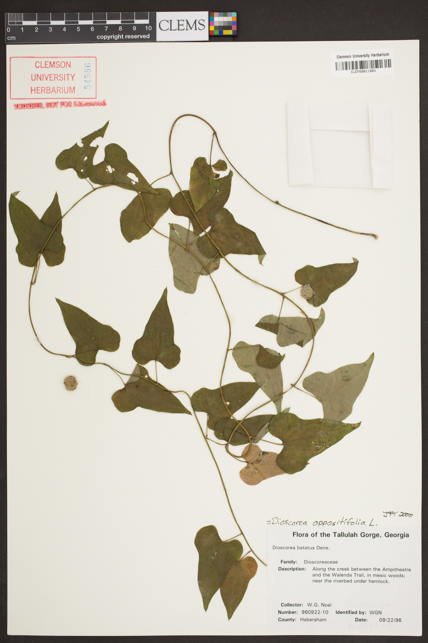 Dioscorea oppositifolia image