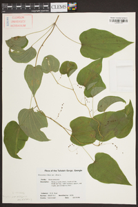 Dioscorea villosa var. villosa image