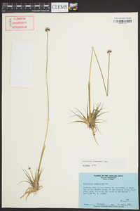 Eriocaulon compressum image