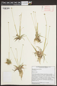 Eriocaulon texense image