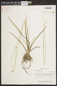 Eriocaulon decangulare image