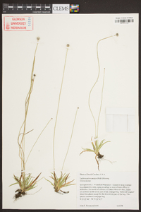 Lachnocaulon anceps image