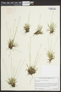 Lachnocaulon anceps image