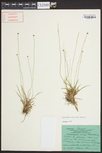 Lachnocaulon anceps image