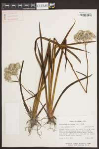 Lachnanthes caroliniana image