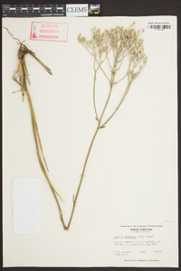 Lophiola americana image