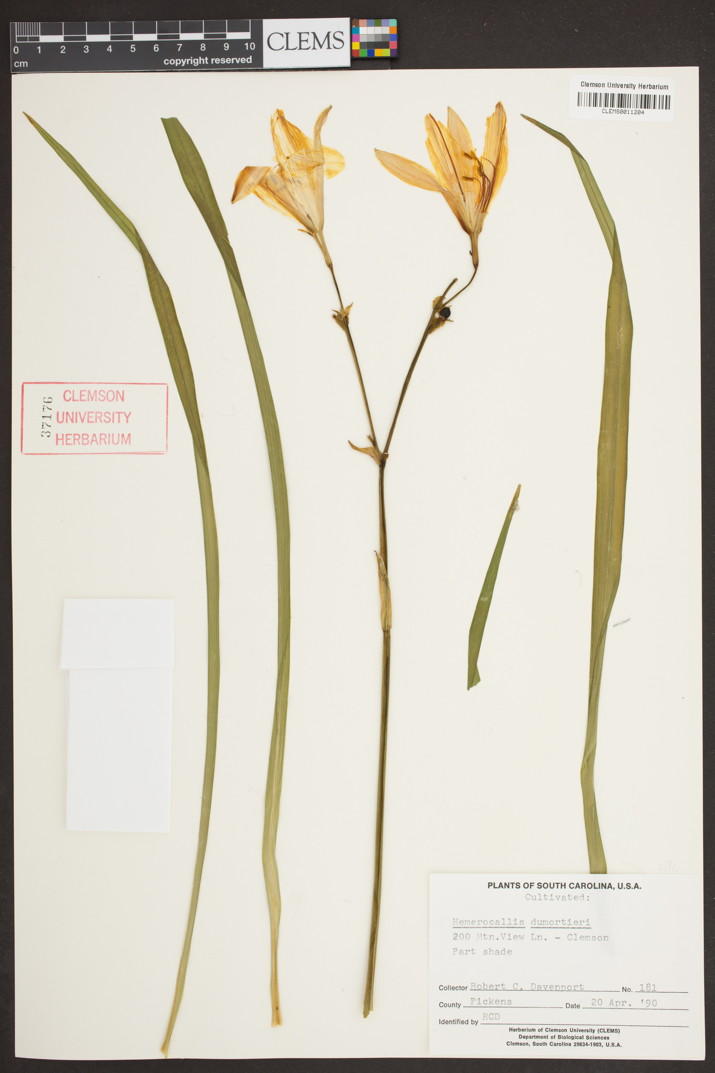 Hemerocallis dumortieri image