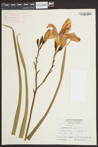 Hemerocallis fulva image