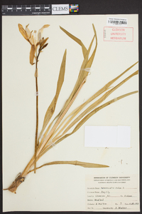 Hemerocallis fulva image