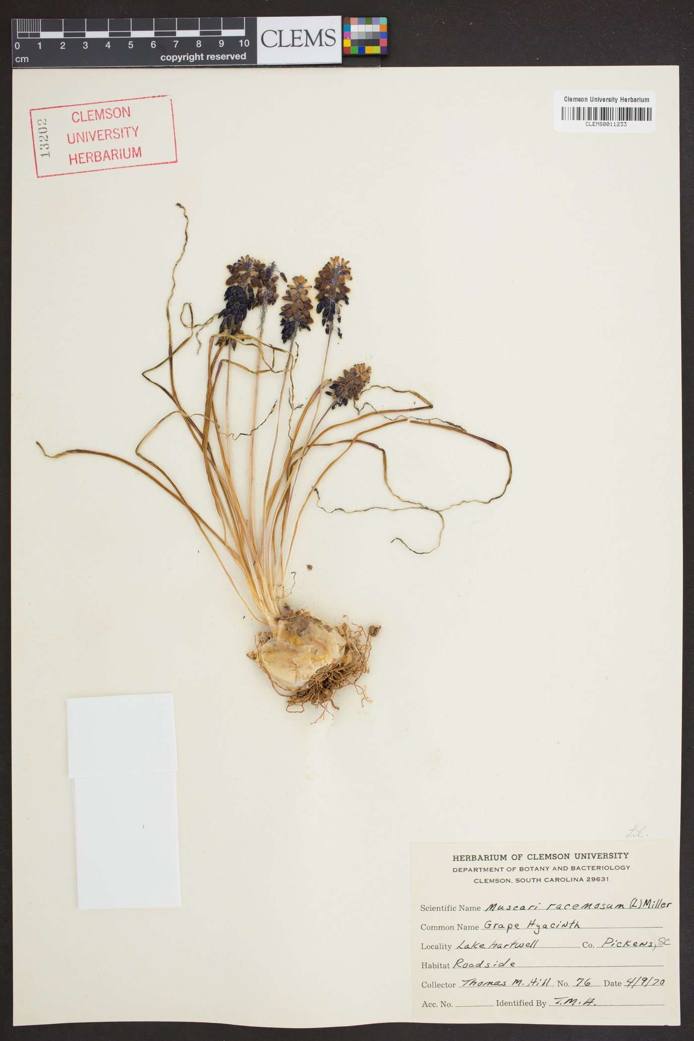 Muscari neglectum image