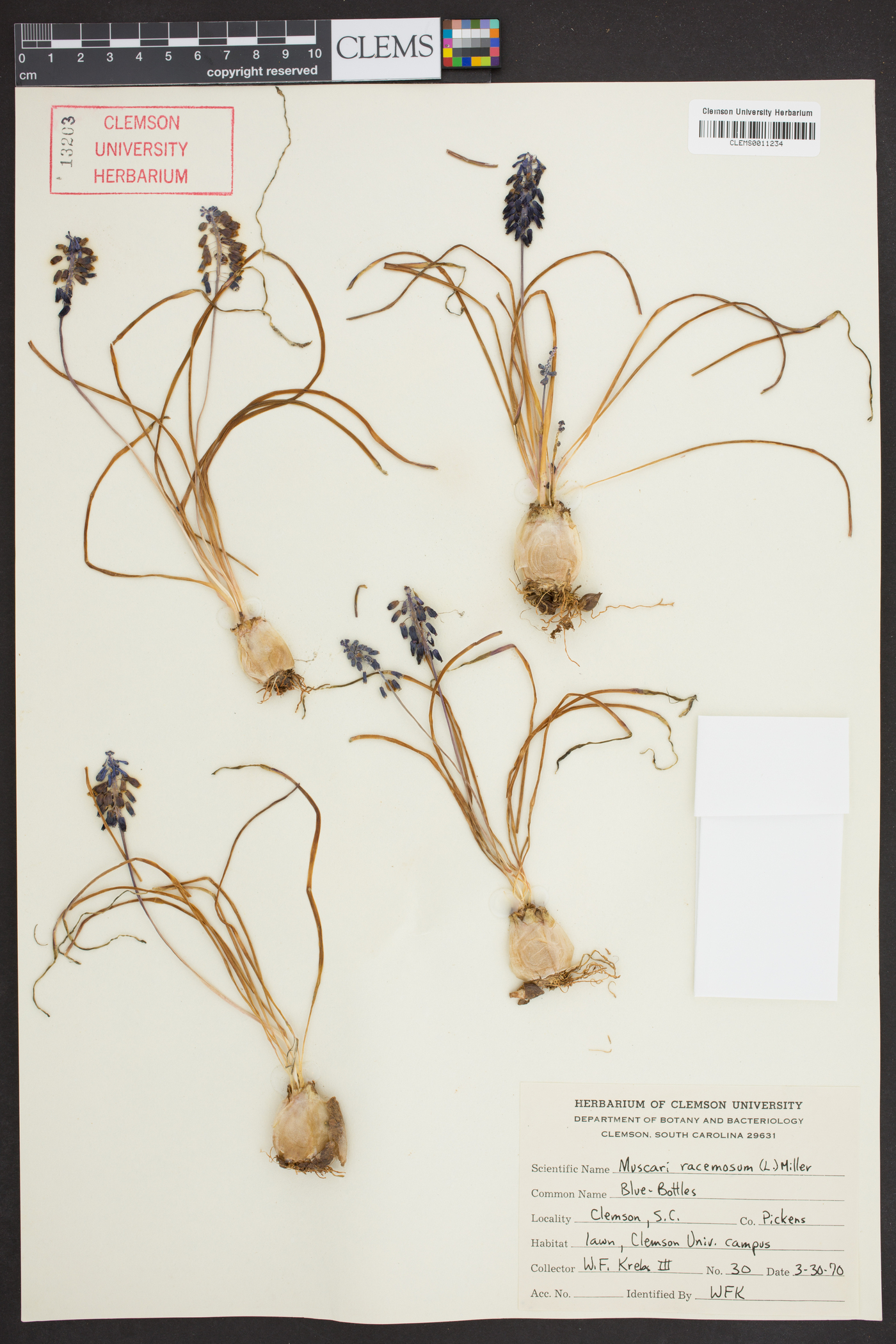 Muscari neglectum image