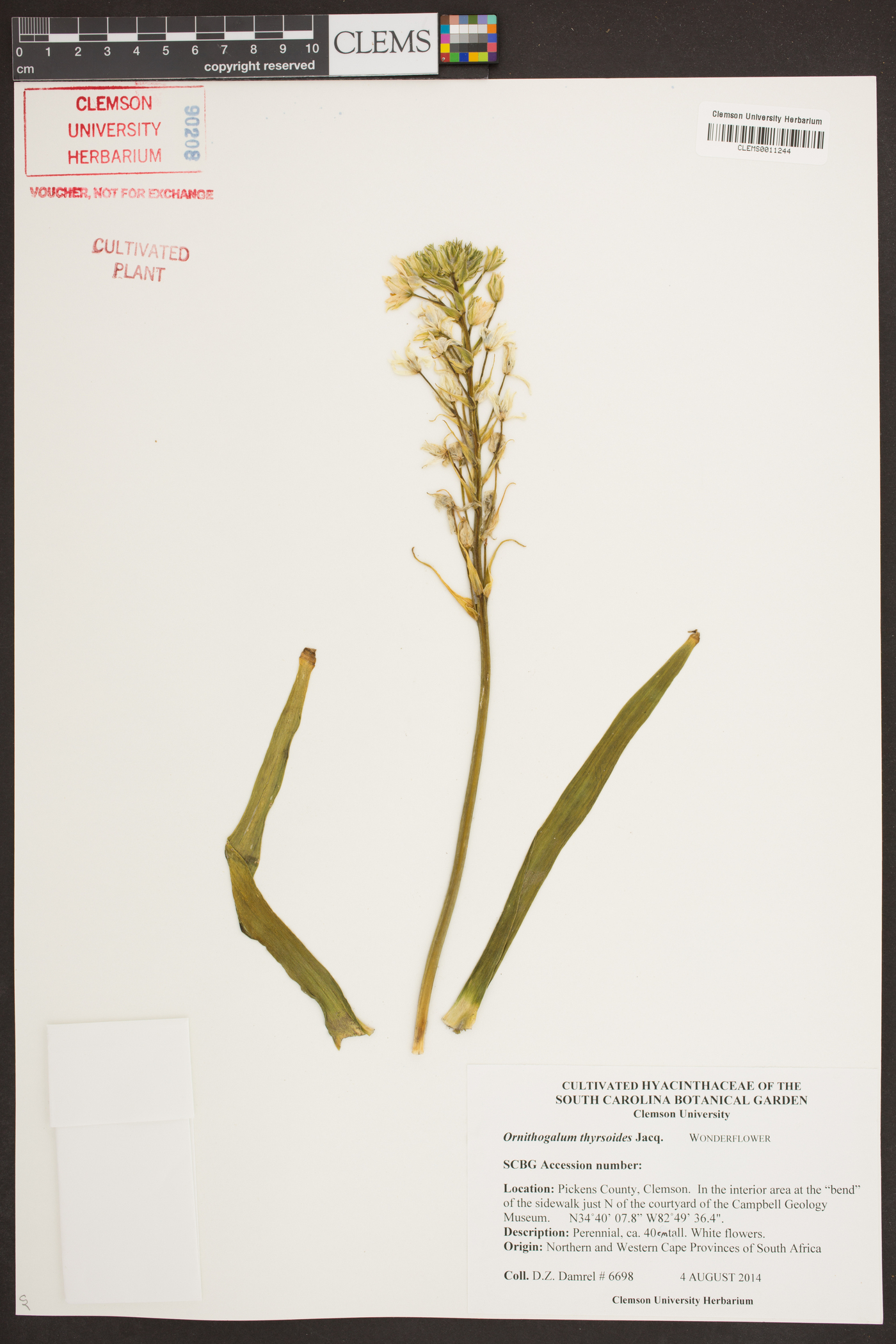 Ornithogalum thyrsoides image