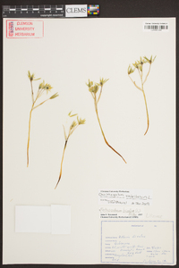 Ornithogalum umbellatum image