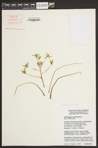 Ornithogalum umbellatum image