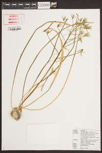 Ornithogalum umbellatum image