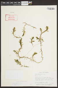 Elodea canadensis image