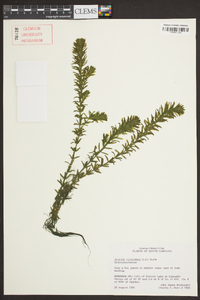 Hydrilla verticillata image