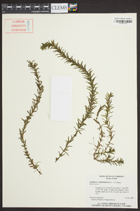 Hydrilla verticillata image