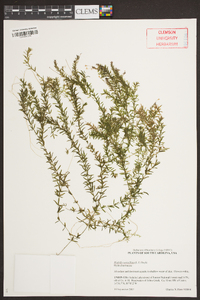 Hydrilla verticillata image