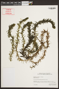 Hydrilla verticillata image