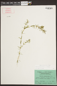 Hydrilla verticillata image