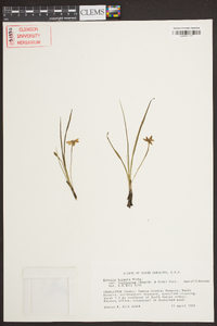 Hypoxis hirsuta var. leptocarpa image