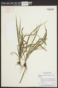 Hypoxis leptocarpa image