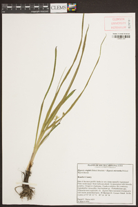 Hypoxis micrantha image