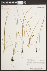 Hypoxis micrantha image