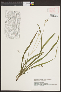 Hypoxis micrantha image