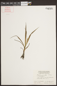 Hypoxis micrantha image