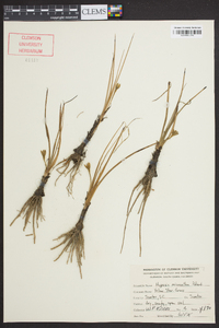 Hypoxis micrantha image