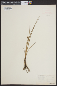 Hypoxis rigida image