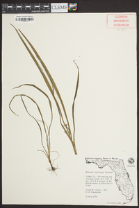 Hypoxis leptocarpa image