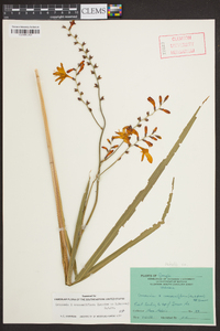Crocosmia × crocosmiiflora image