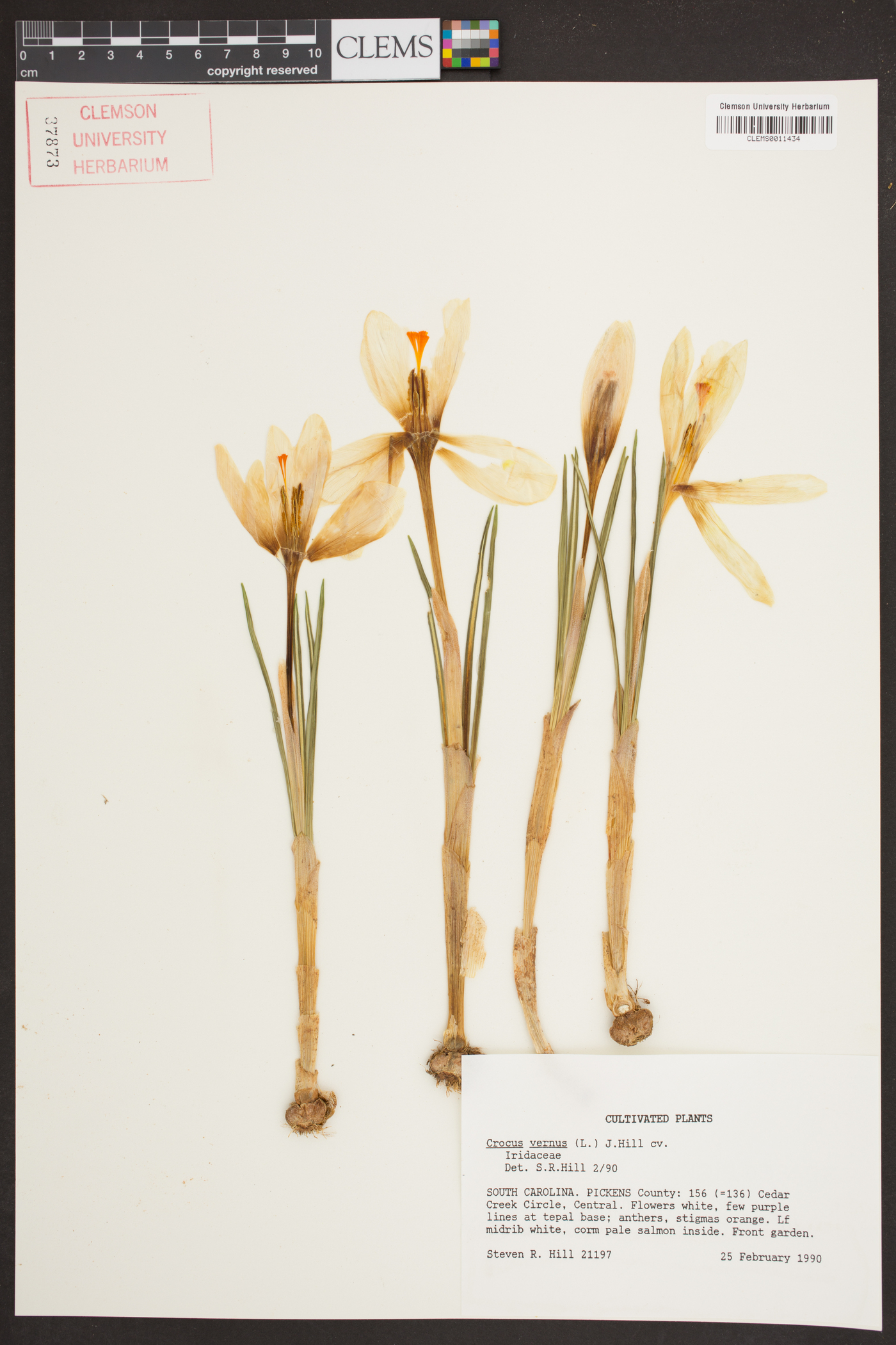 Crocus vernus image