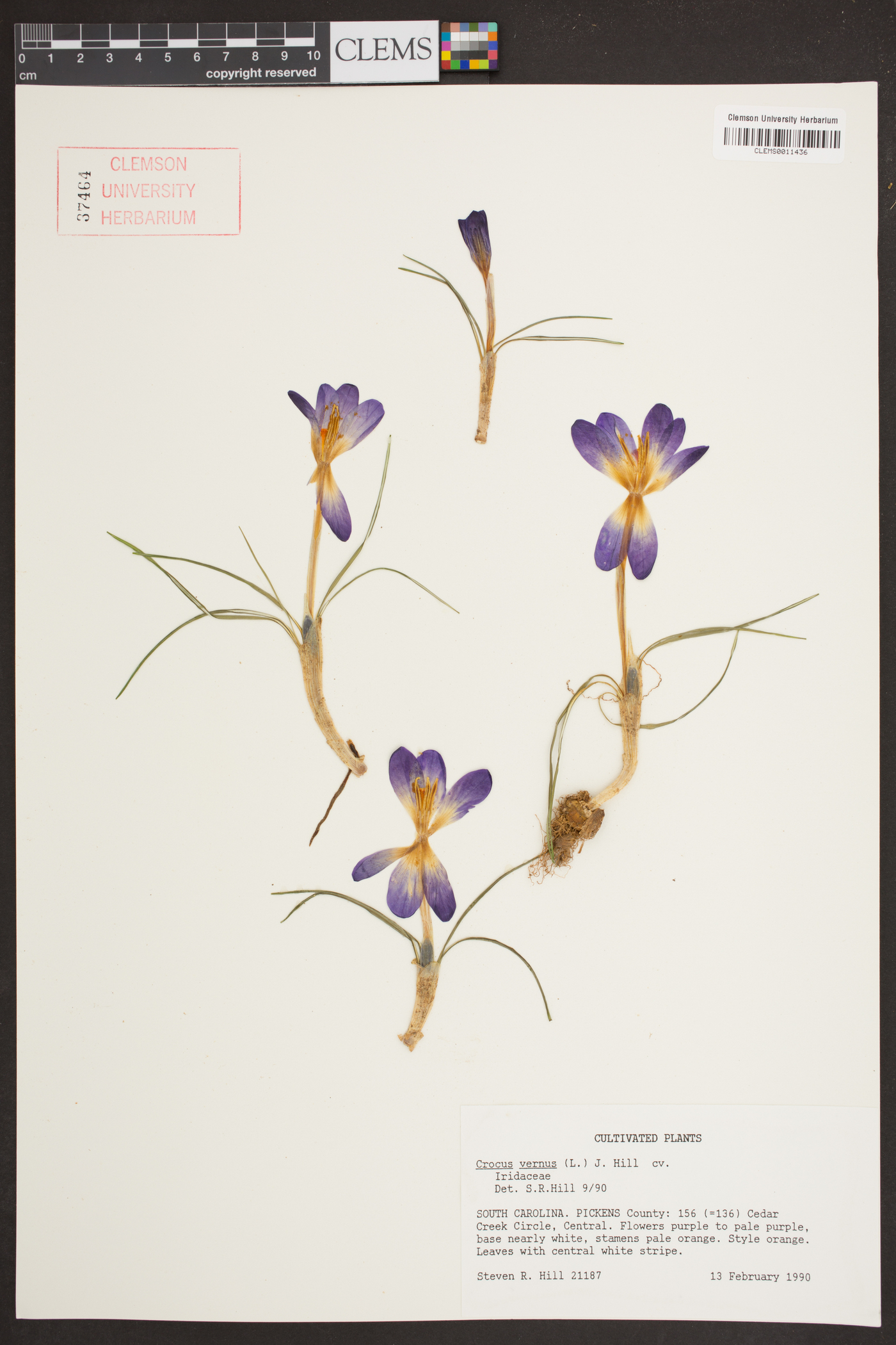 Crocus vernus image