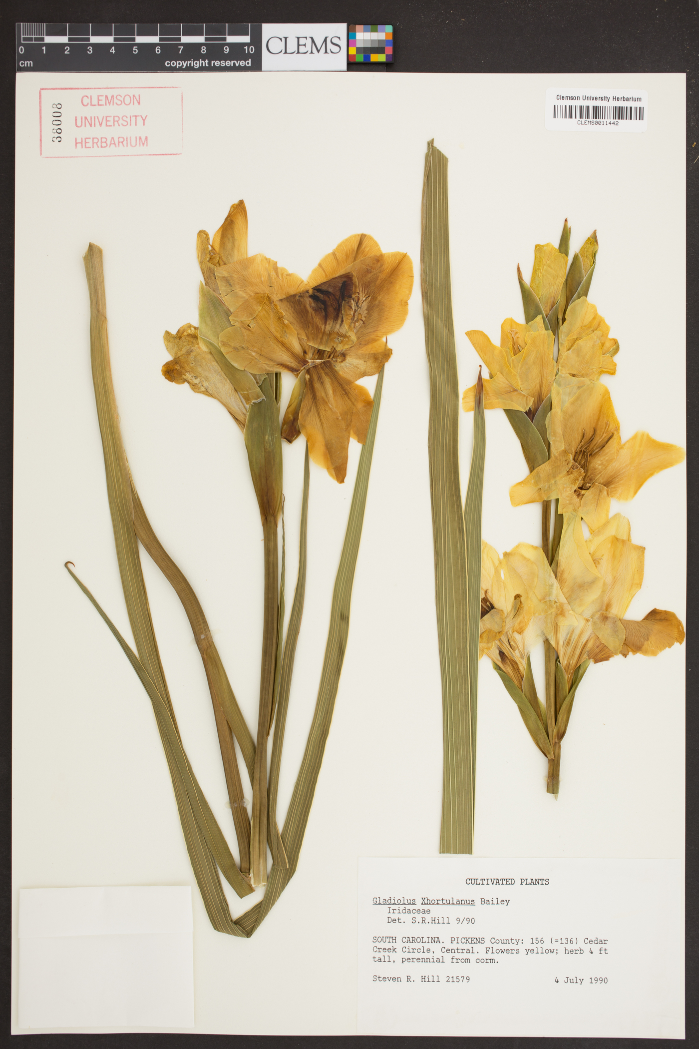 Gladiolus x hortulanus image