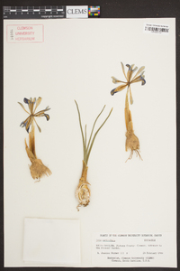 Iris reticulata image