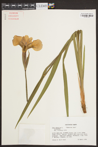 Iris sibirica image
