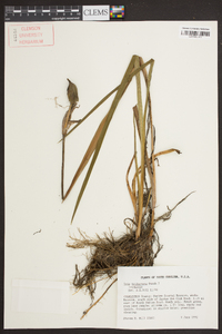 Iris tridentata image