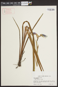 Iris tridentata image