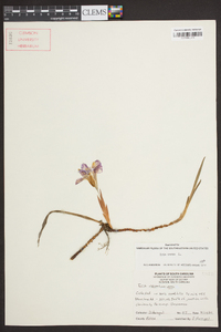 Iris verna image