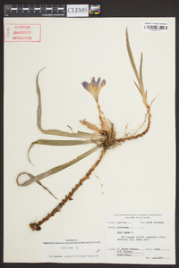 Iris verna image