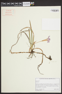 Iris verna image