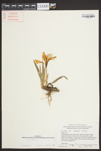 Iris verna image